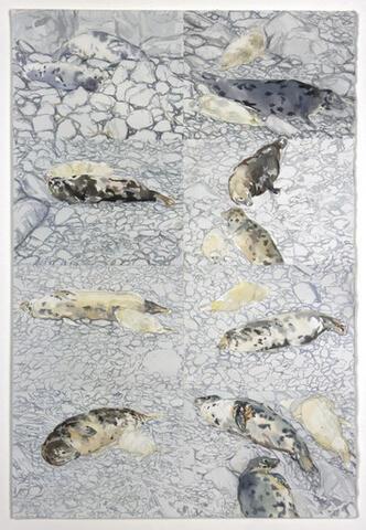338 - Grey Seal watch