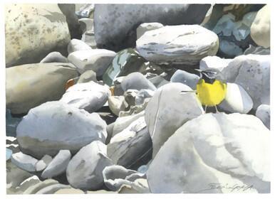 106 - Grey Wagtail among the rocks