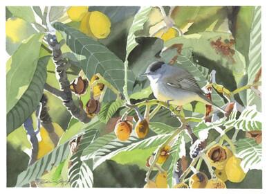 104 - Blackcap among the branches of a Medlar tree