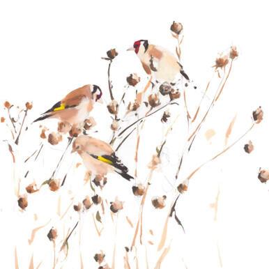 323 - Goldfinch on Knapweed