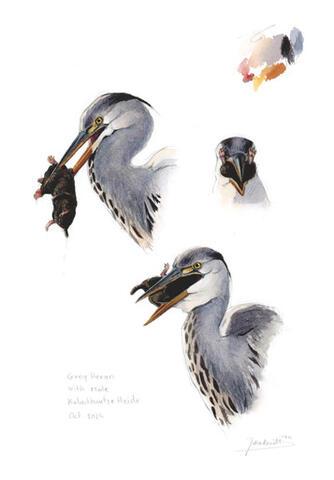066 - Grey predator