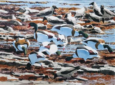 348 - Shelducks and Hoodies feeding in the seaweed, Nexø Sydstrand, Bornholm