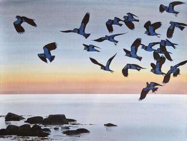 346 - Lapwings arriving one evening. Early Spring, Bornholm