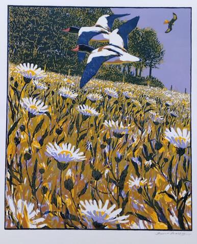 227 - Shelduck, Red Kite and Oxeye Daisies