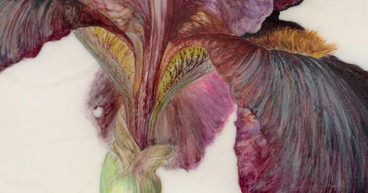 Society of Botanical Artists Mall Galleries