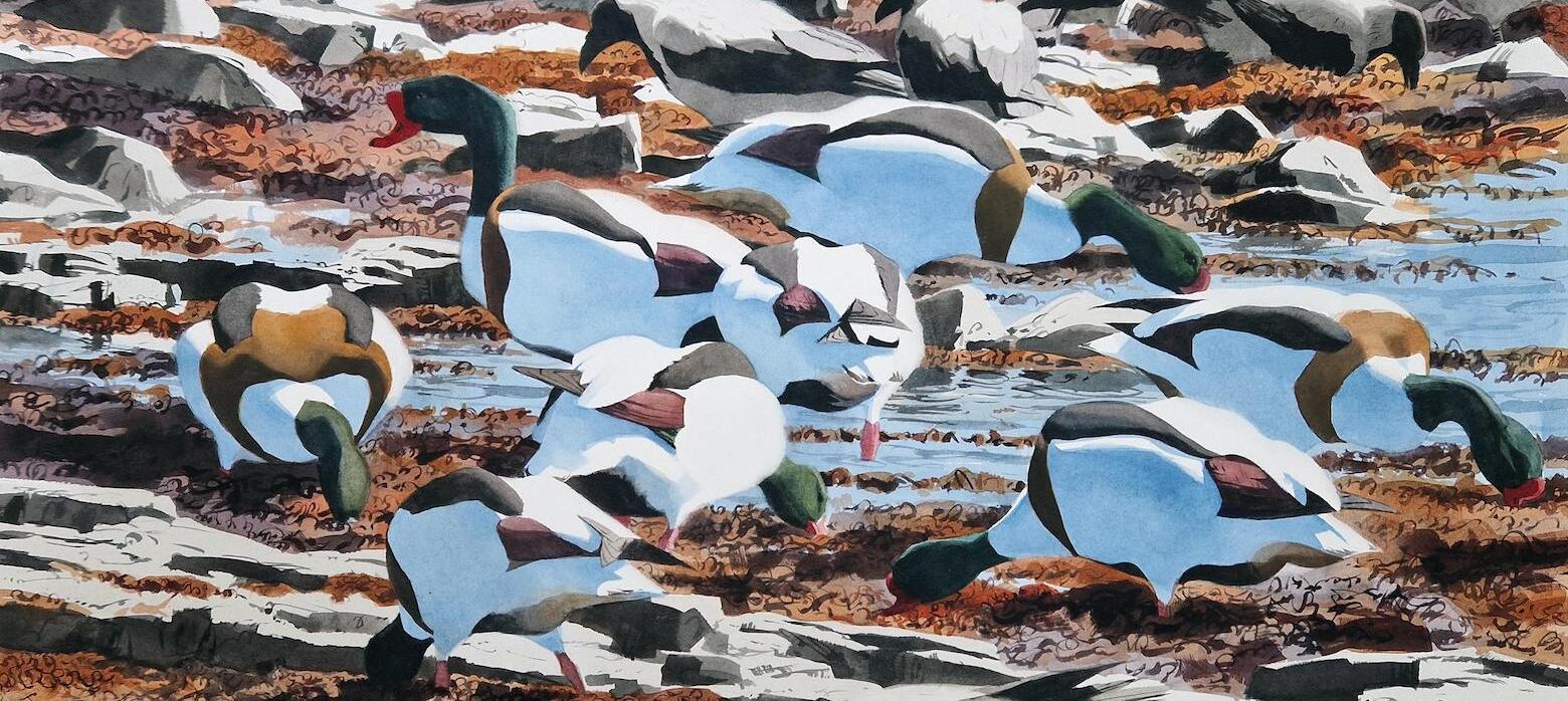 Birds feeding in the seaweed