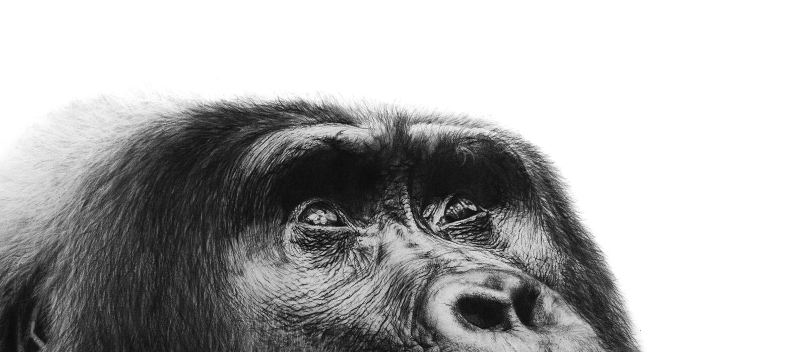 Charcoal black and white realism Gorilla portrait drawing. 