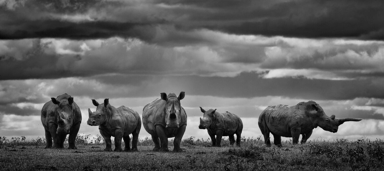 Crash © Shannon Wild