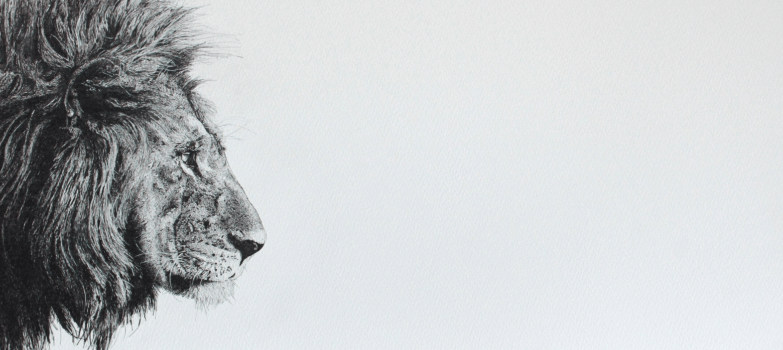 Draing of the side profile of a lion's face