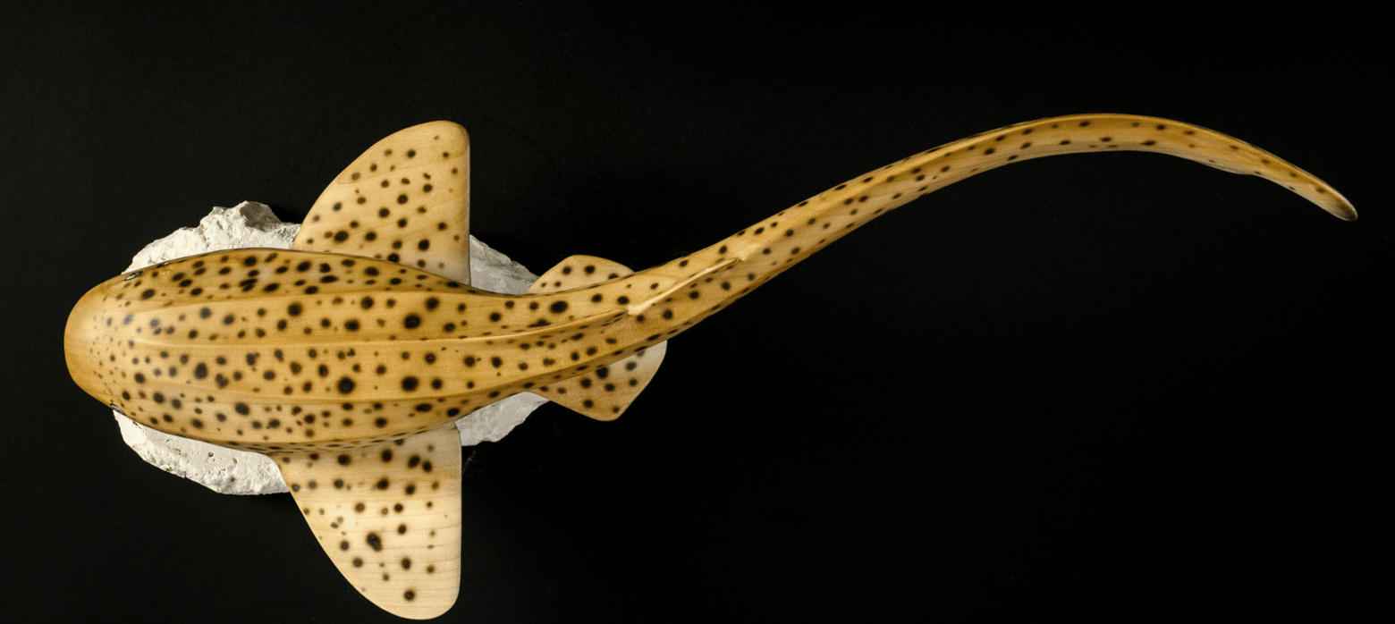 painting of a tiger shark, viewed from above