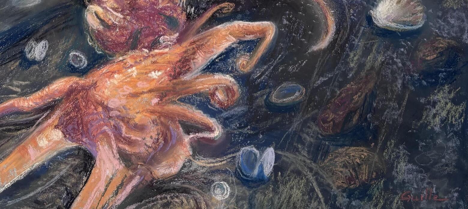A Sark Octopus