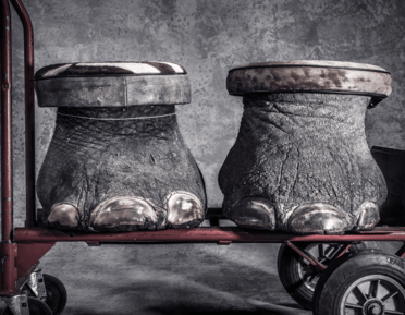 two elephant feet on a trolley