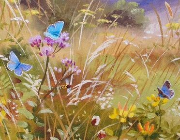 Butterflies in the landscape