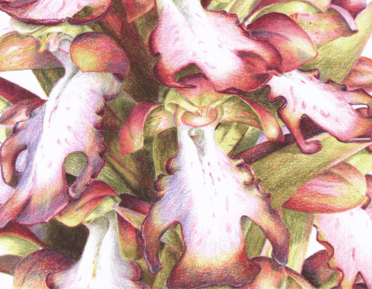 giant orchid drawing